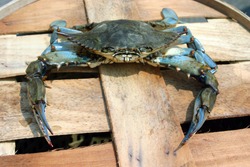 Male Cheasapeake Blue Crab on a wooden barrel