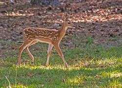 Baby spotted deer walks through the green grass.