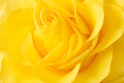 Yellow rose closeup