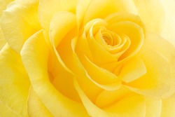 Yellow rose macro