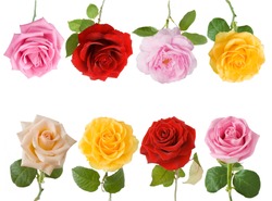 Cream, red, yellow and pink rose flowers set isolated on white background