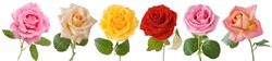 Pink, red, cream, tea, orange and yellow rose set isolated on white background  
