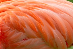 Beautiful Pink Pattern Flamingo Feathers Close-up