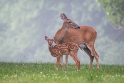 White-tailed deer doe grooms its fawn in a meadow on a foggy summer morning.