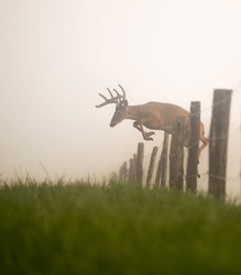 A whitetailed deer buck leaping over a fence on a foggy morning in Tennessee