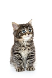 Cute baby tabby kitten playing isolated on white background