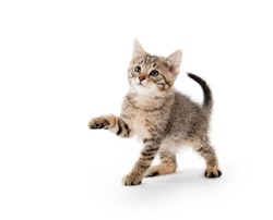 Cut baby tabby kitten playing and swinging its paws on white background