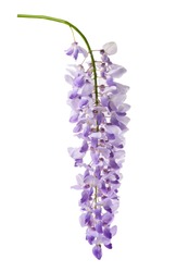 wisteria flowers isolated on white background