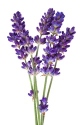  lavender flower isolated on white