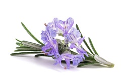 Rosemary sprig in flowers isolated on white background