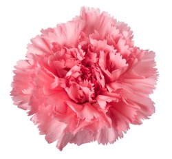 Pink carnation head isolated on white background