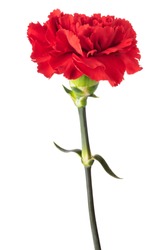 Red carnation flower isolated on white background