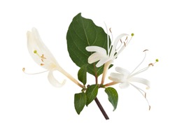 honeysuckle  flowers   isolated on white background