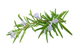 Rosemary - Free Stock Photo by Pixabay on Stockvault.net