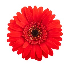 Red Gerbera flower head isolated on white background
