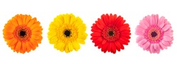  Gerberas flowers heads isolated on white background
