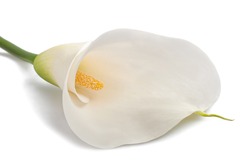 White calla lily  isolated on white background