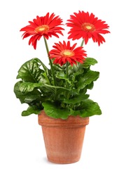 Red Gerbera plant in vase  isolated on white background