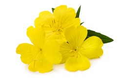 Common evening primrose flowers isolated on white