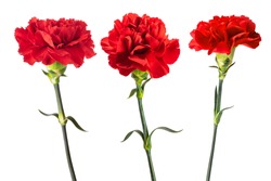 Red carnations flowers isolated on white background
