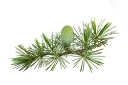 Cedrus deodara twig with cone isolated on white background