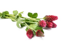 Crimson clover flowers isolated on white background