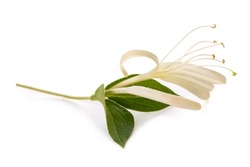 honeysuckle twig  with white flowers and green leaves isolated on white background