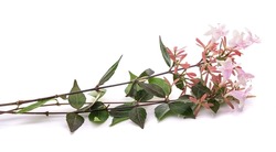 Abelia sprig with flowers isolated on white background