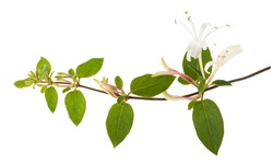 honeysuckle Sprig  with white flowers and green leaves isolated on white background