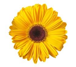 Yellow gerbera daisy isolated on white