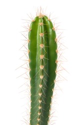 cactus branch isolated on white background