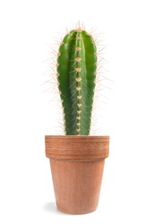   Potted  cactus isolated on white background 
