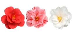 Camellia Flowers white red and pink Isolated on White Background