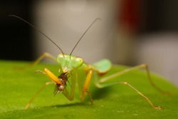 Praying mantis (Stagmomantis sp) eating it's prey, a small fruit flies (Drosophila melanogaster)