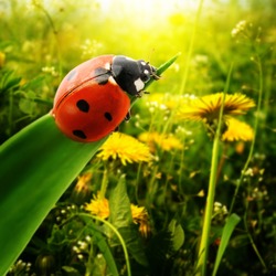 Ladybug sunlight on the field
