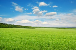 Rectangular landscape with green pea field and blue sky.