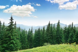 Beautiful pine trees on background high mountains. Carpathians    