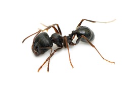 black ant isolated on  white background