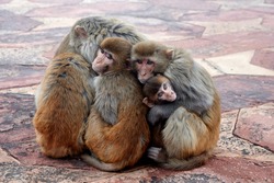 family of monkeys hugging each other in the morning