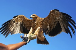 	  Falcon bird in the hand of the master of his wings.