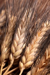 Closeup of italian wheat ears, organic cultivation