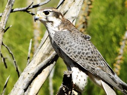 Perched The Prairie Falcon			