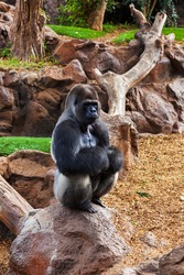 Gorilla monkey in park at Tenerife Canary - animal background
