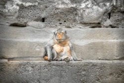 A female long-tailed macaque sits with her eyes closed on a narrow plinth of a stonewall, relaxed and worried free.