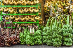 Just Bananas. A store selling only bananas. Many kind of bananas are nicely set and displayed - raw and ripened, red, green, and yellow. Small bunches hang on wooden bar, big bunches sit on the floor.