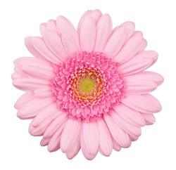 Pink gerbera flower isolated, macro, isolated on white