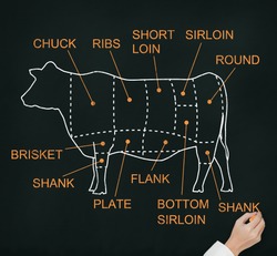 hand drawing cow and cut of beef or beef chart