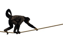 Monkey climbing on a rope, isolated on white