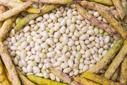 Heap of fresh white coco beans in the pod and peeled, phaseolus vulgaris