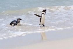 Two African penguin, jackass penguin, black-footed penguin (Spheniscus demersus), leaving ocean to beach, Boulder beach, South Africa